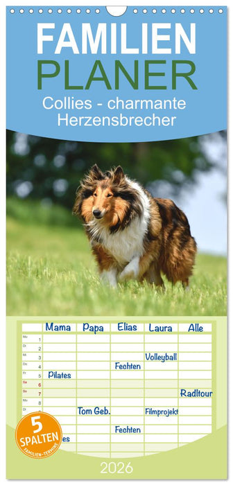 Collies - charmante Herzensbrecher (CALVENDO Familienplaner 2026)