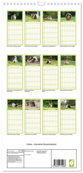 Collies - charmante Herzensbrecher (CALVENDO Familienplaner 2026)