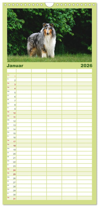 Collies - charmante Herzensbrecher (CALVENDO Familienplaner 2026)