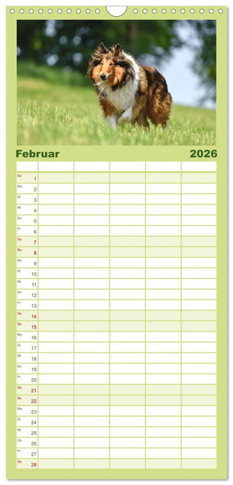 Collies - charmante Herzensbrecher (CALVENDO Familienplaner 2026)