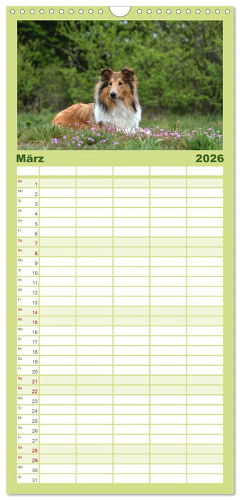 Collies - charmante Herzensbrecher (CALVENDO Familienplaner 2026)