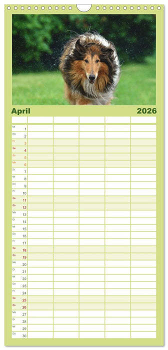 Collies - charmante Herzensbrecher (CALVENDO Familienplaner 2026)