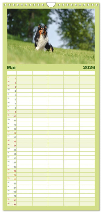 Collies - charmante Herzensbrecher (CALVENDO Familienplaner 2026)