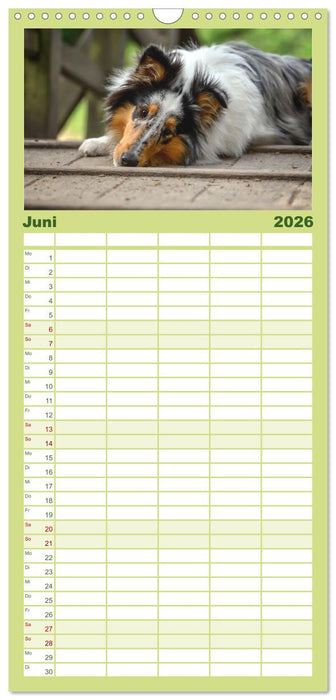 Collies - charmante Herzensbrecher (CALVENDO Familienplaner 2026)