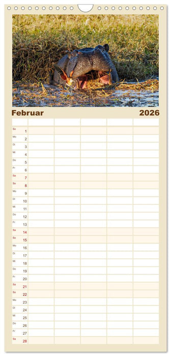 Hippos - Gefährliche Giganten (CALVENDO Familienplaner 2026)