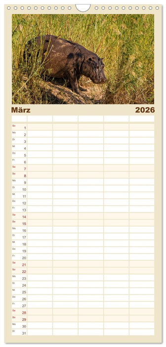 Hippos - Gefährliche Giganten (CALVENDO Familienplaner 2026)