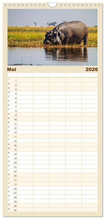 Hippos - Gefährliche Giganten (CALVENDO Familienplaner 2026)