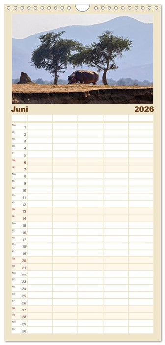 Hippos - Gefährliche Giganten (CALVENDO Familienplaner 2026)