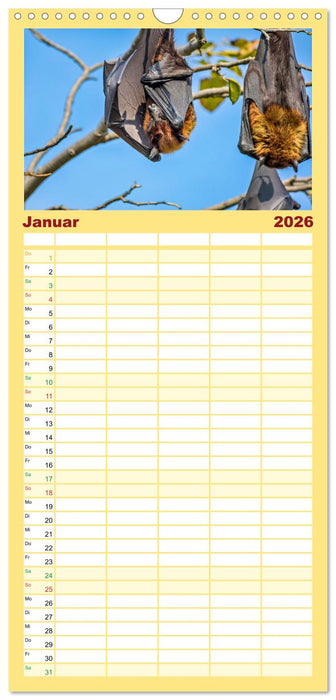 Flughunde - Meister der Nacht (CALVENDO Familienplaner 2026)
