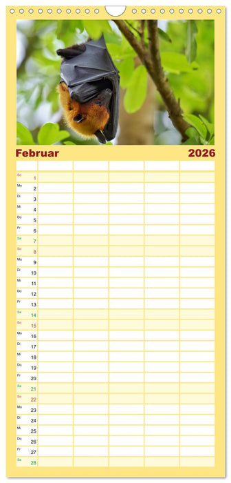 Flughunde - Meister der Nacht (CALVENDO Familienplaner 2026)
