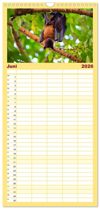 Flughunde - Meister der Nacht (CALVENDO Familienplaner 2026)