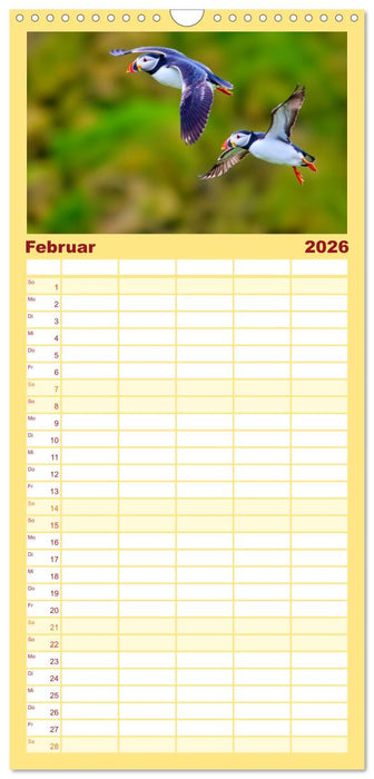 Tieftaucher Papageitaucher (CALVENDO Familienplaner 2026)