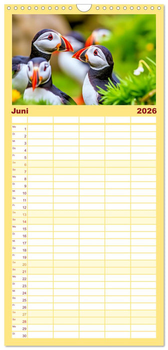 Tieftaucher Papageitaucher (CALVENDO Familienplaner 2026)