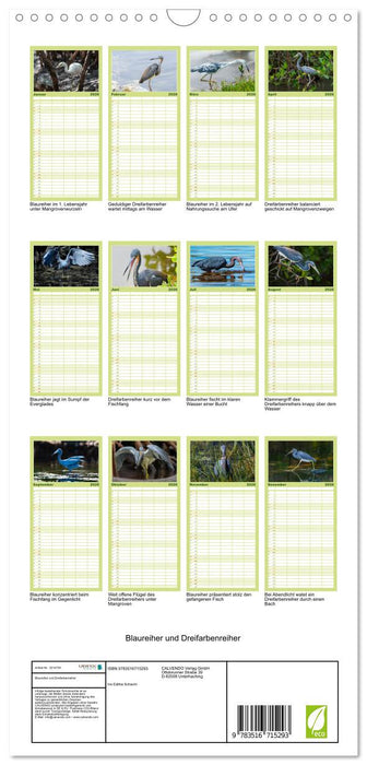 Blaureiher und Dreifarbenreiher (CALVENDO Familienplaner 2026)