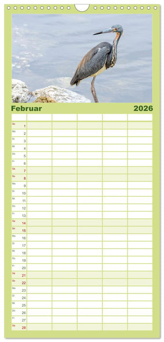 Blaureiher und Dreifarbenreiher (CALVENDO Familienplaner 2026)
