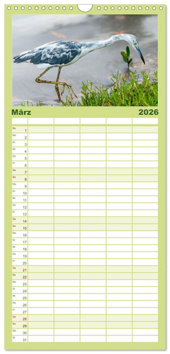 Blaureiher und Dreifarbenreiher (CALVENDO Familienplaner 2026)