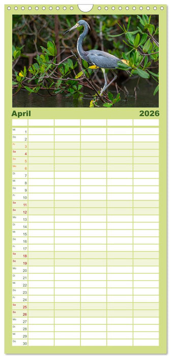 Blaureiher und Dreifarbenreiher (CALVENDO Familienplaner 2026)