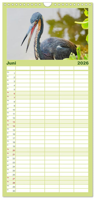 Blaureiher und Dreifarbenreiher (CALVENDO Familienplaner 2026)