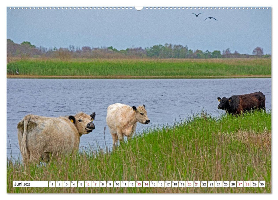 Angeln - Landschaft zwischen Schlei und Flensburger Förde (CALVENDO Premium Wandkalender 2026)