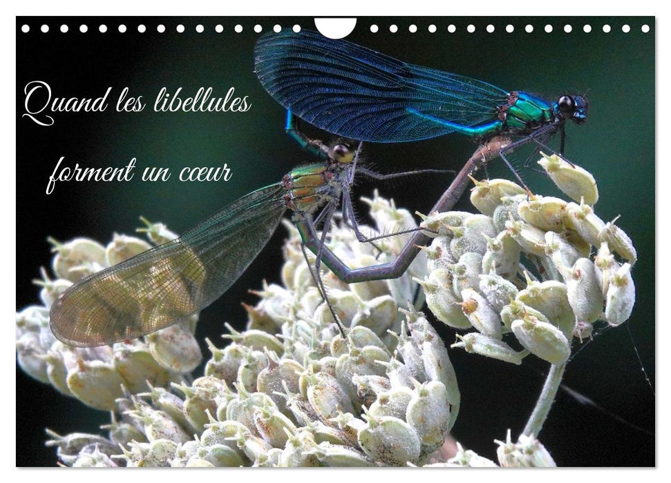 Quand les libellules forment un cœur (CALVENDO Calendrier mensuel 2026)