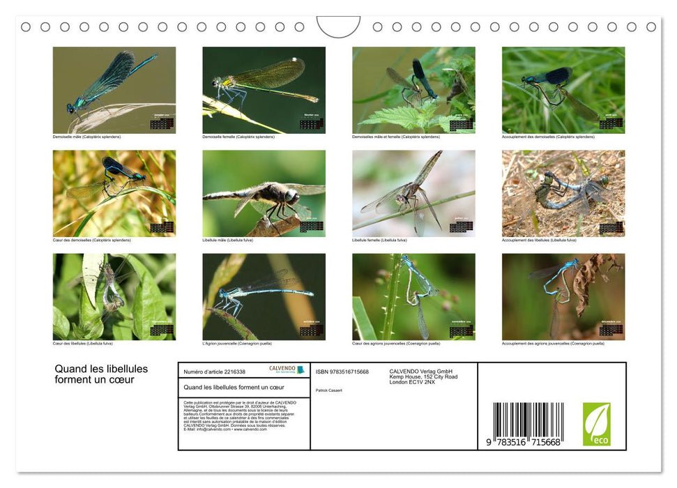 Quand les libellules forment un cœur (CALVENDO Calendrier mensuel 2026)