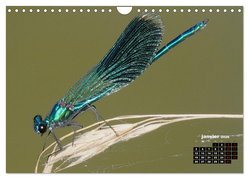 Quand les libellules forment un cœur (CALVENDO Calendrier mensuel 2026)