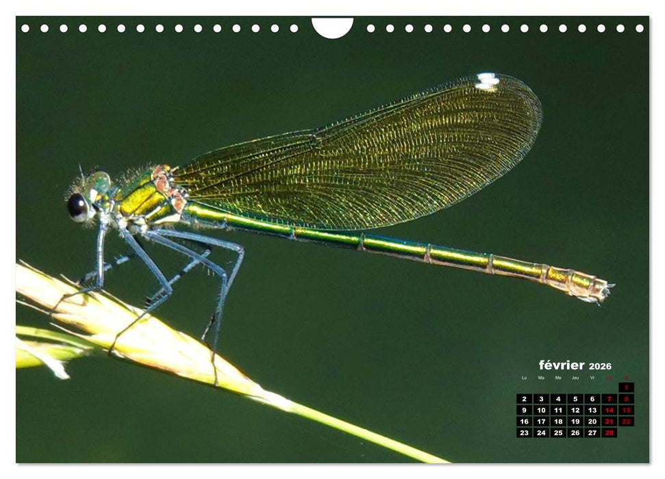 Quand les libellules forment un cœur (CALVENDO Calendrier mensuel 2026)