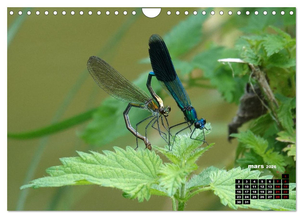 Quand les libellules forment un cœur (CALVENDO Calendrier mensuel 2026)