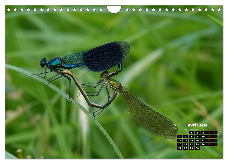 Quand les libellules forment un cœur (CALVENDO Calendrier mensuel 2026)
