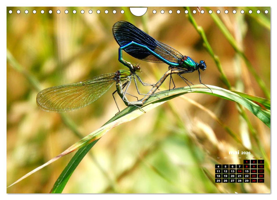 Quand les libellules forment un cœur (CALVENDO Calendrier mensuel 2026)