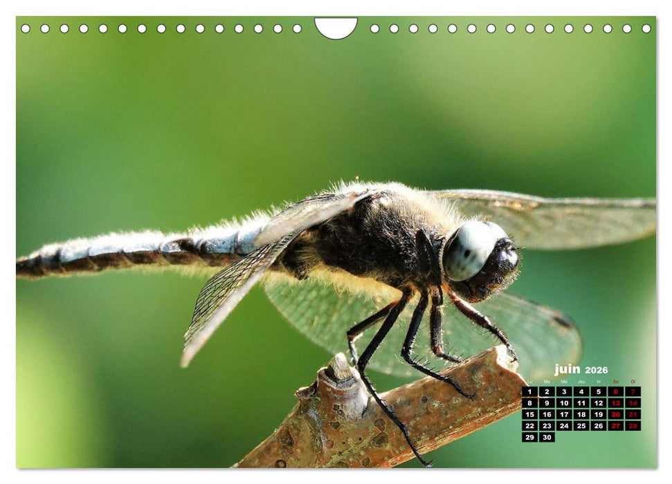 Quand les libellules forment un cœur (CALVENDO Calendrier mensuel 2026)