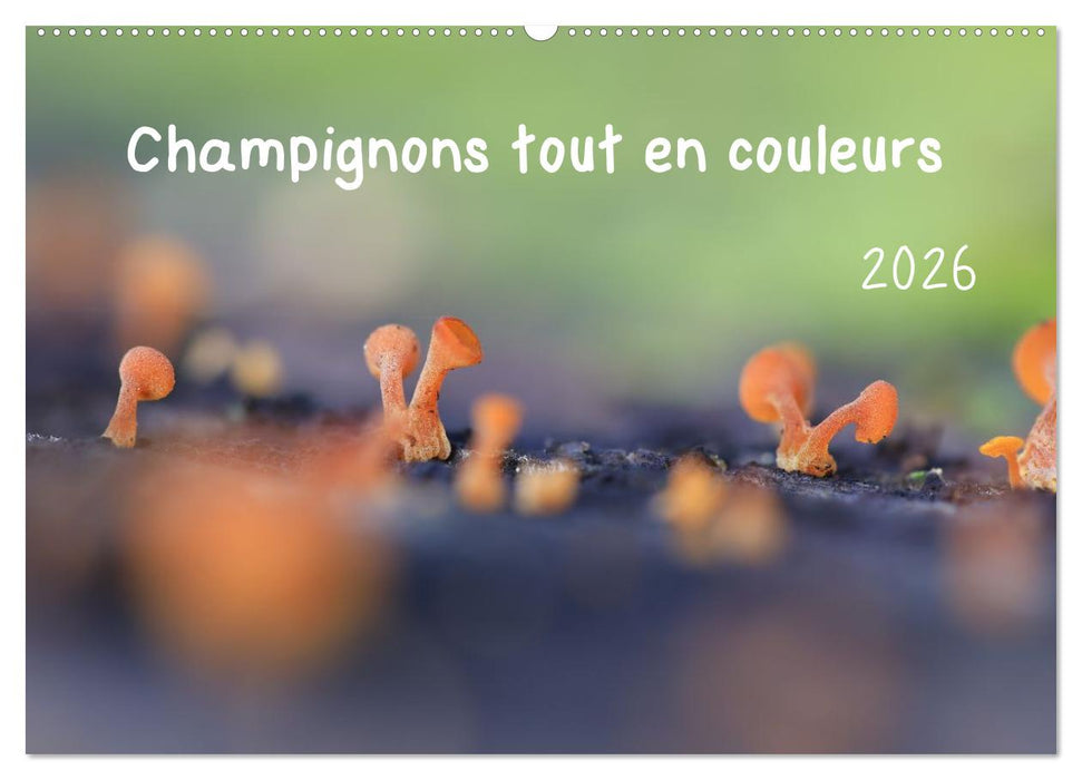 Champignons tout en couleurs (CALVENDO Calendrier mensuel 2026)