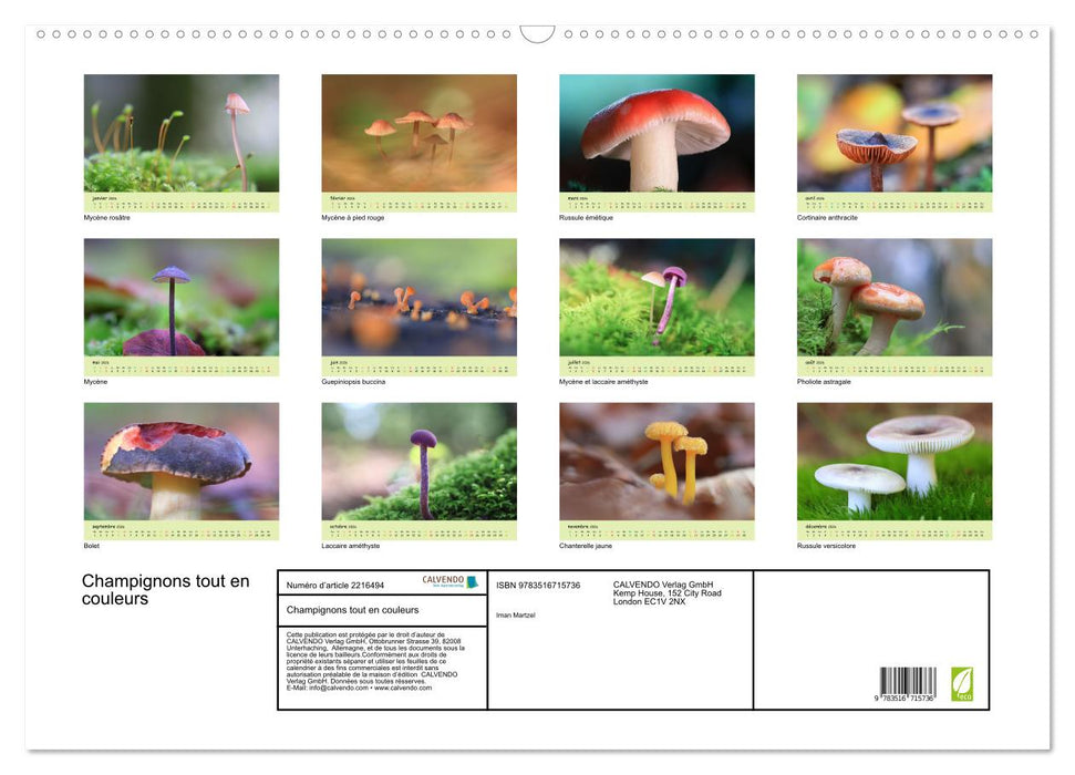 Champignons tout en couleurs (CALVENDO Calendrier mensuel 2026)