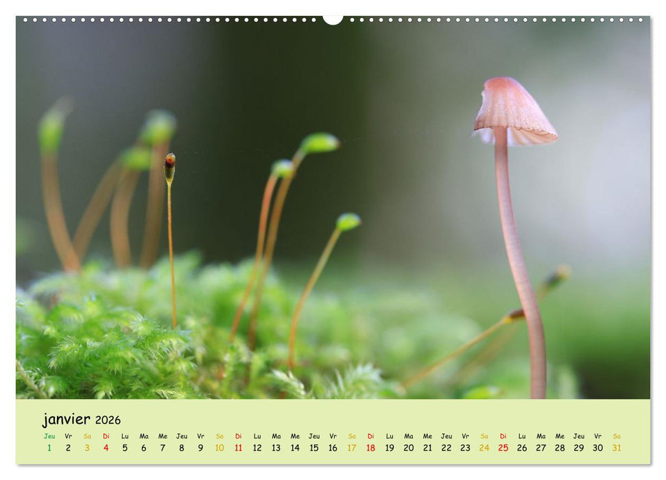 Champignons tout en couleurs (CALVENDO Calendrier mensuel 2026)