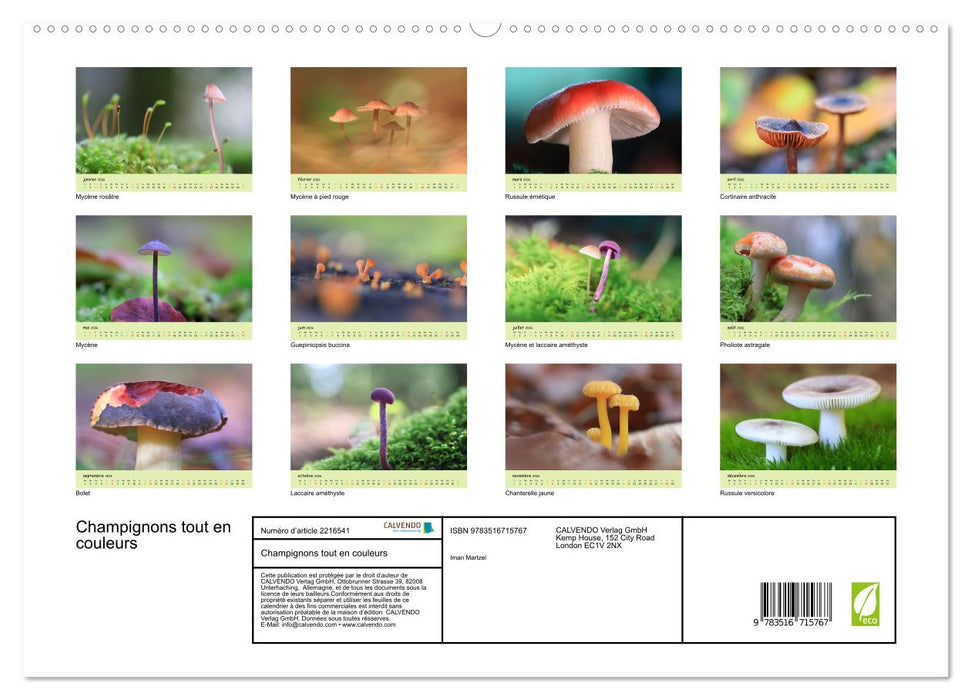 Champignons tout en couleurs (CALVENDO Calendrier supérieur 2026)
