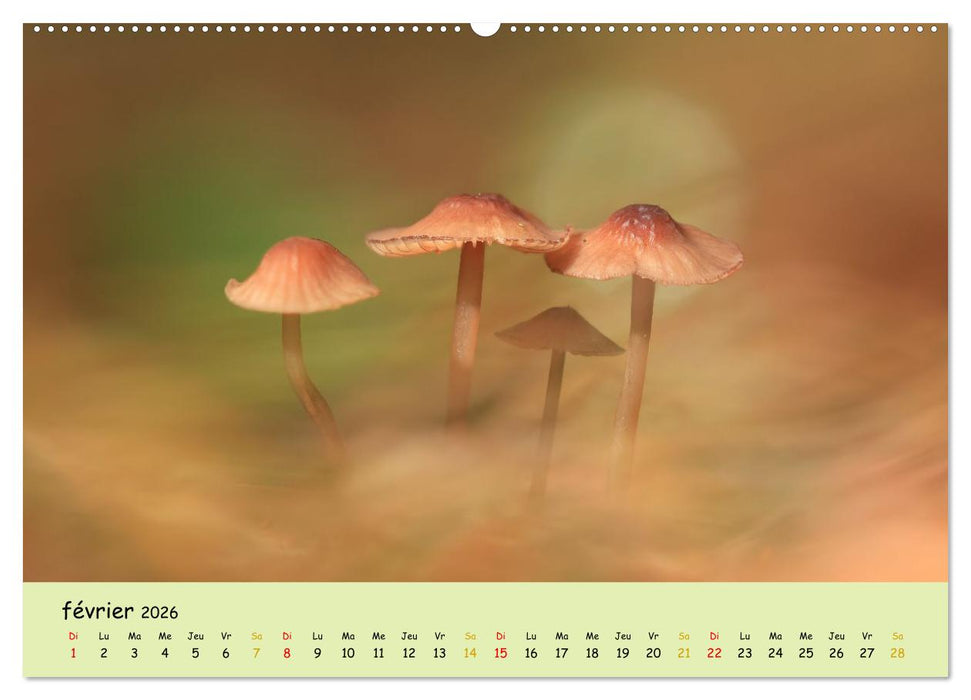 Champignons tout en couleurs (CALVENDO Calendrier supérieur 2026)