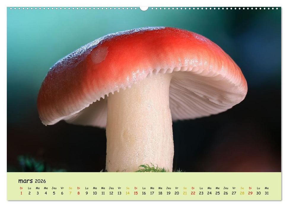 Champignons tout en couleurs (CALVENDO Calendrier supérieur 2026)