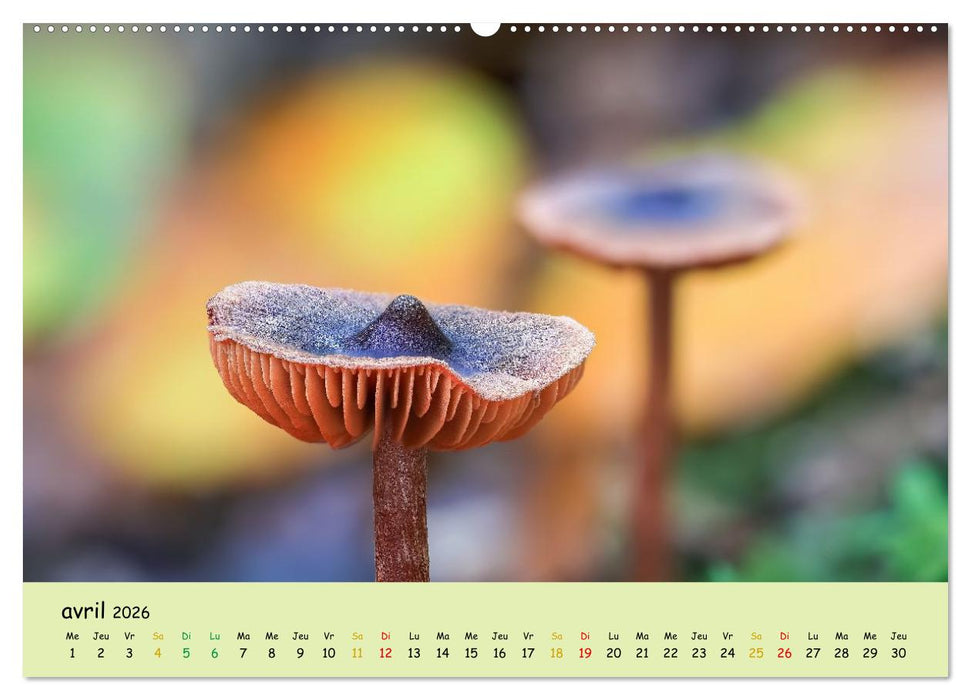 Champignons tout en couleurs (CALVENDO Calendrier supérieur 2026)