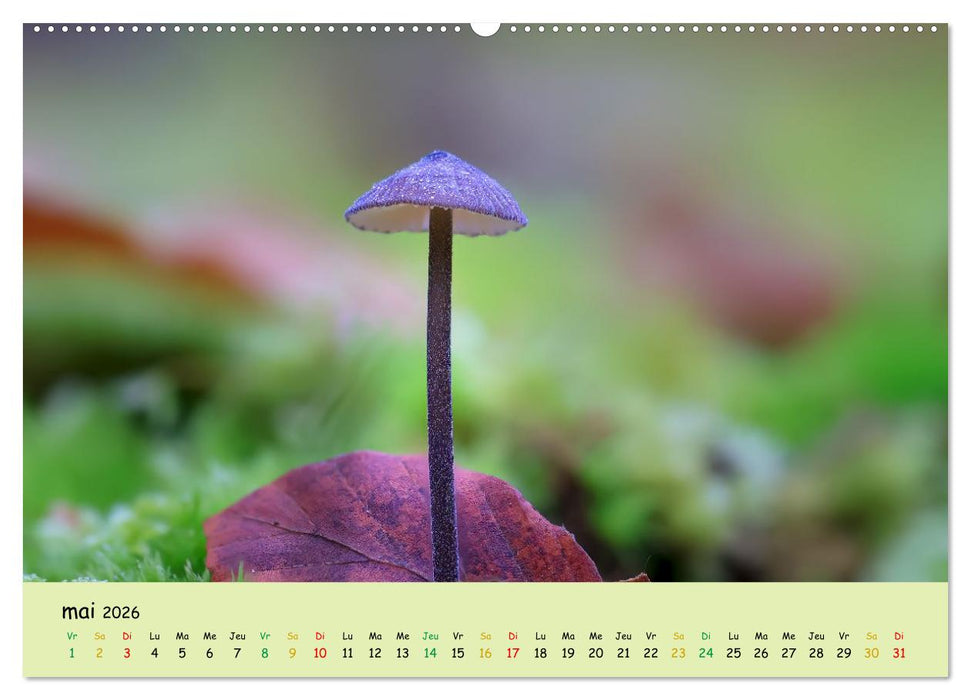 Champignons tout en couleurs (CALVENDO Calendrier supérieur 2026)