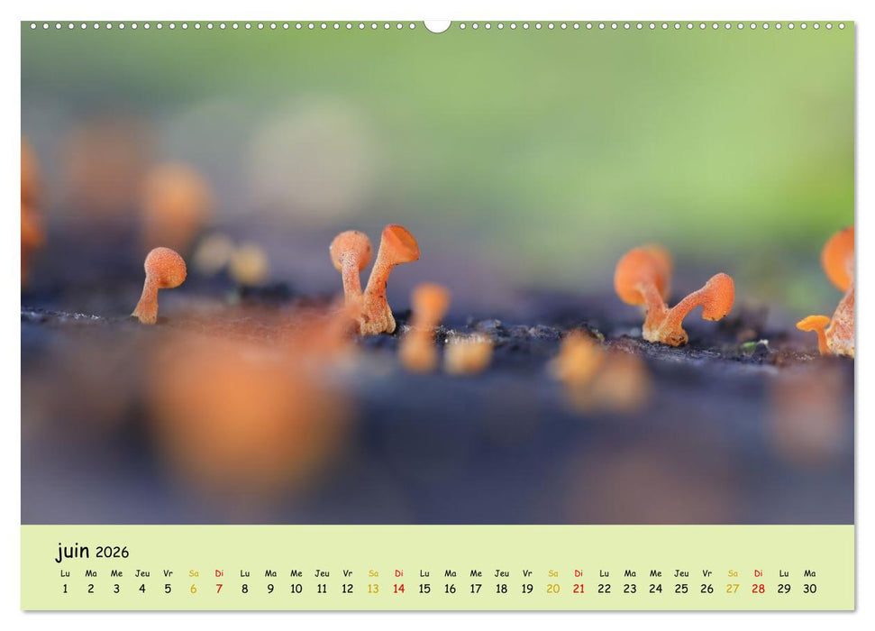 Champignons tout en couleurs (CALVENDO Calendrier supérieur 2026)