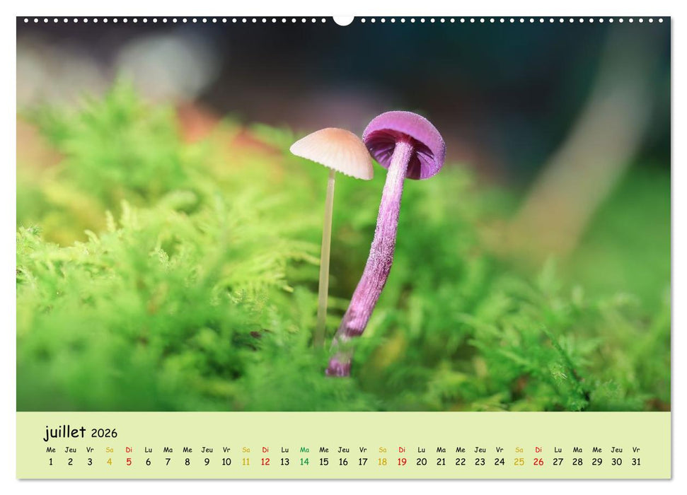 Champignons tout en couleurs (CALVENDO Calendrier supérieur 2026)