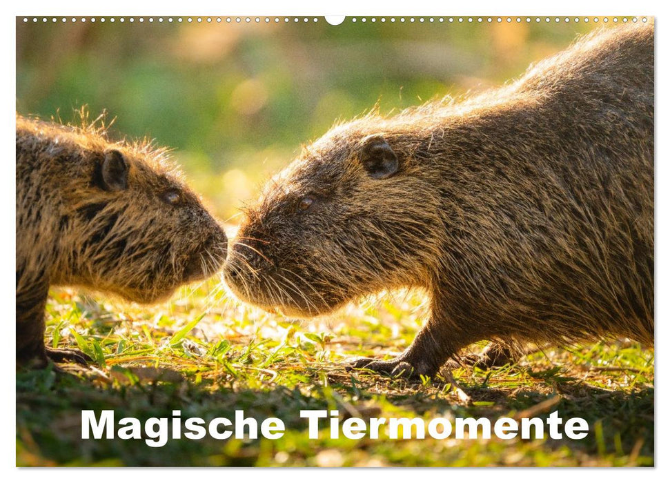 Magische Tiermomente (CALVENDO Wandkalender 2026)