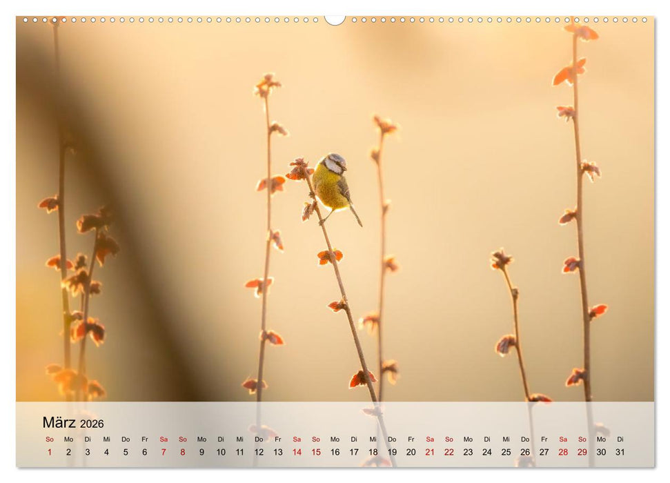 Magische Tiermomente (CALVENDO Wandkalender 2026)