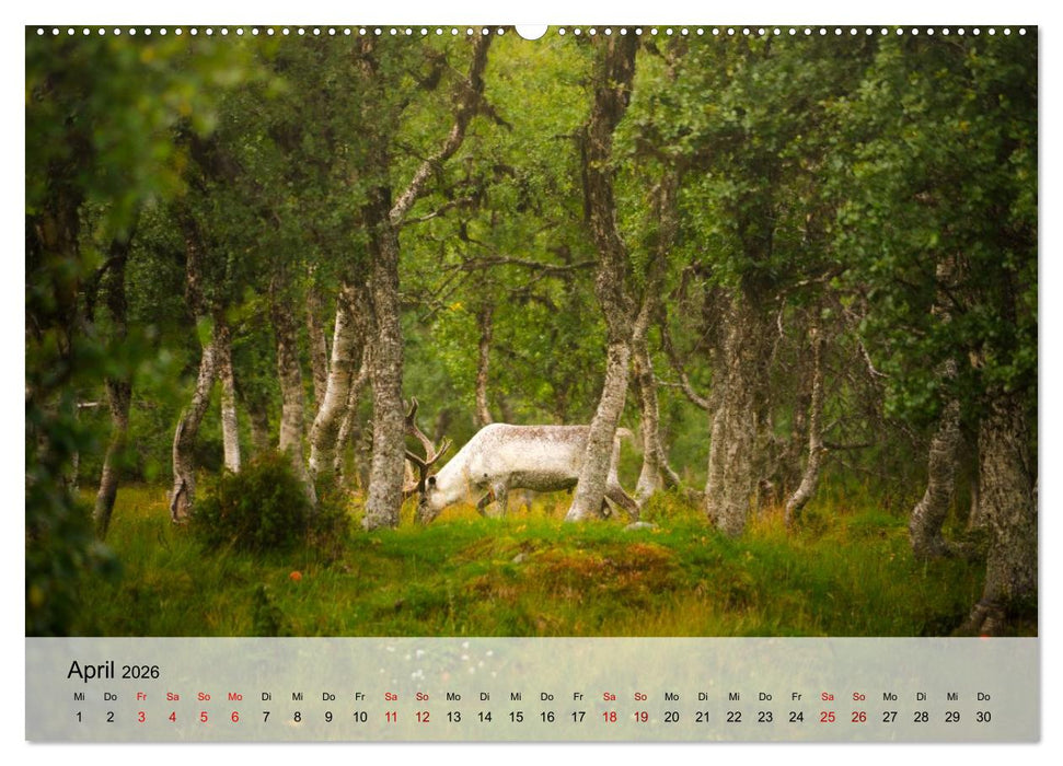 Magische Tiermomente (CALVENDO Wandkalender 2026)
