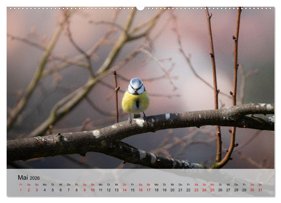 Magische Tiermomente (CALVENDO Wandkalender 2026)