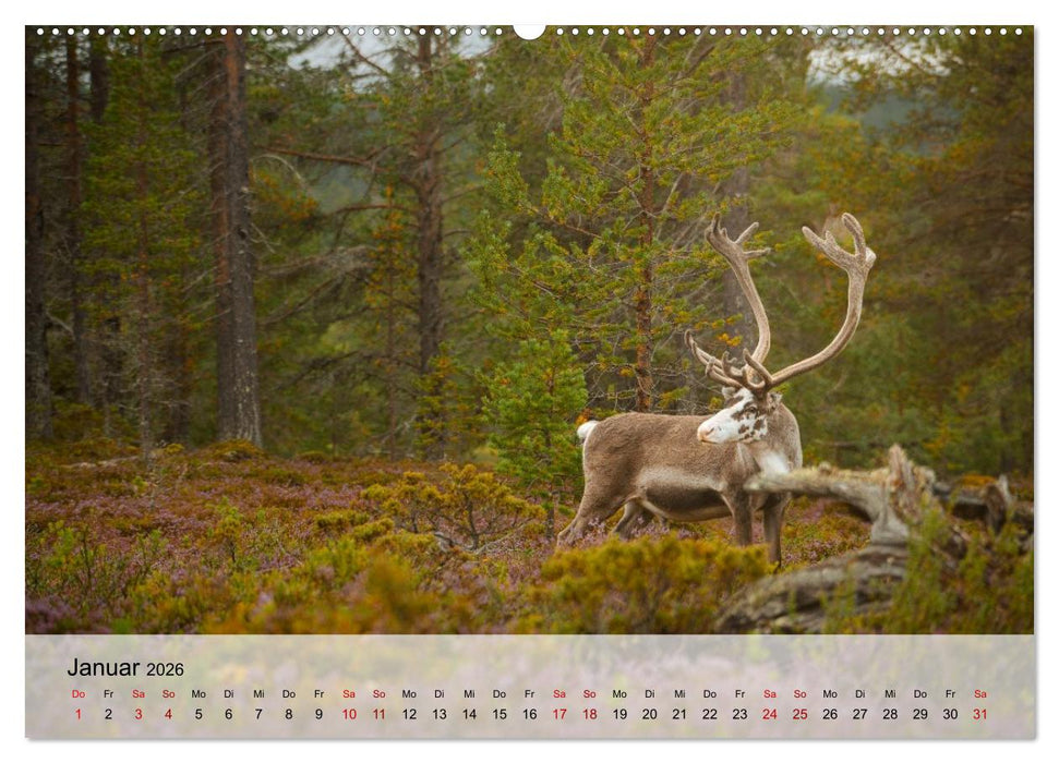 Magische Tiermomente (CALVENDO Premium Wandkalender 2026)