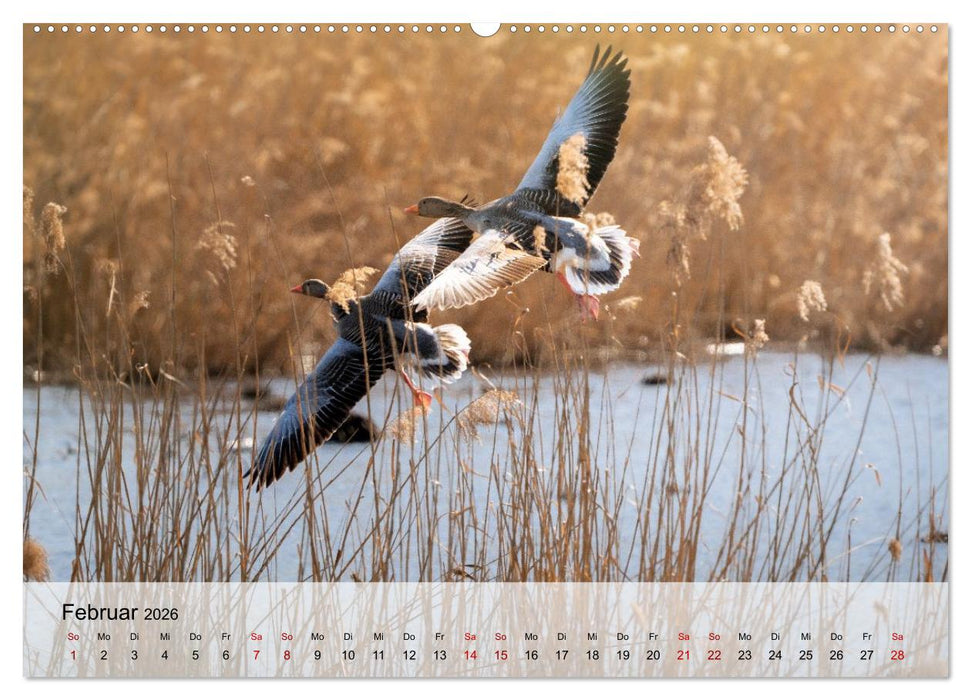 Magische Tiermomente (CALVENDO Premium Wandkalender 2026)