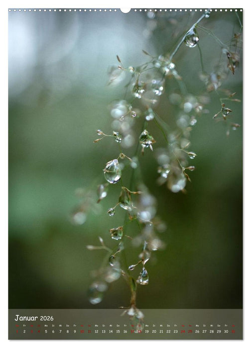 Lebensraum Wald (CALVENDO Wandkalender 2026)