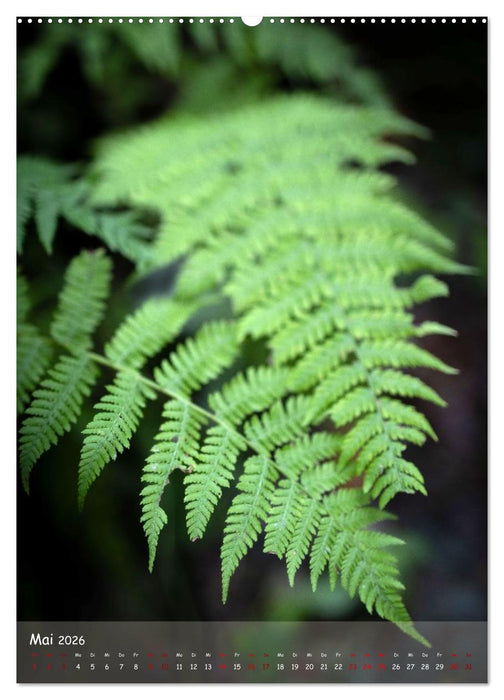 Lebensraum Wald (CALVENDO Wandkalender 2026)