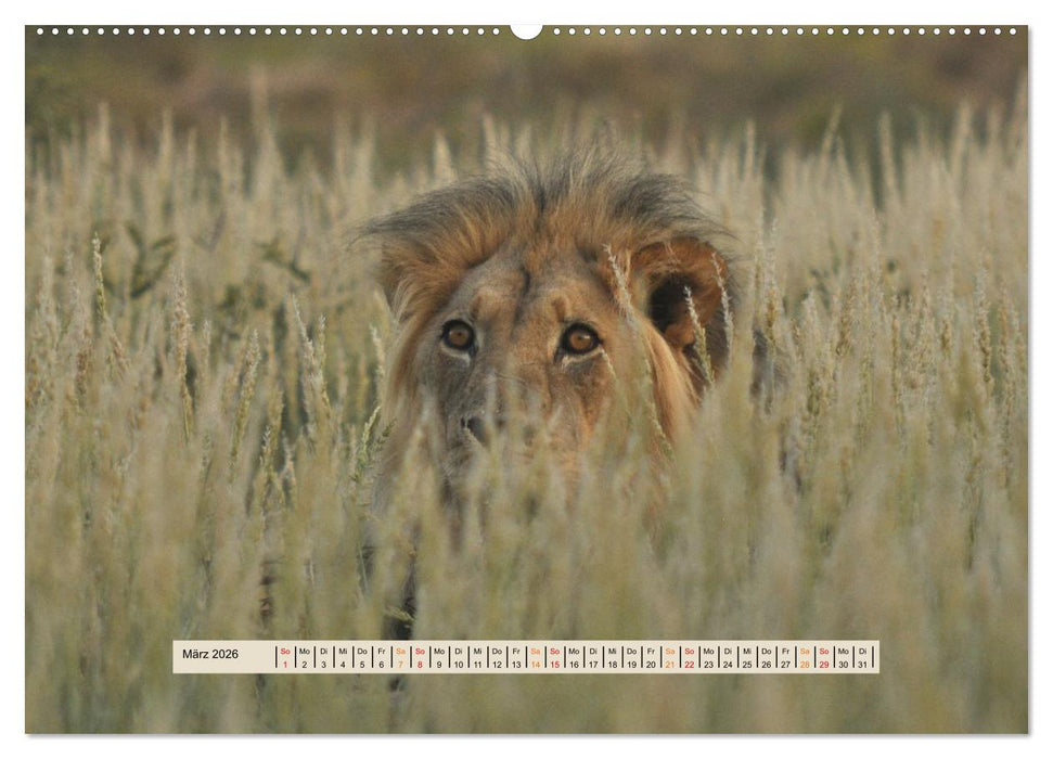 Kgalagadi-Durstland (CALVENDO Wandkalender 2026)